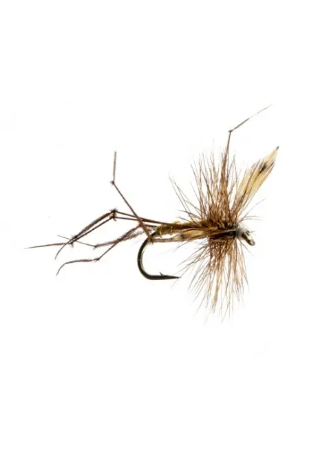 Daddy Long Leg